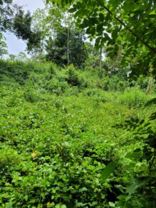 මිනුවන්ගොඩ අඩුම මිලට උග්ගල්බොඩින් වටිනා ඉඩමක්