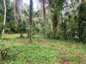 ගම්පහ නගරය අස්ගිරි වල්පොල ප්රදේශයෙන් උඩුගම්පොළ කිරිඳිවිට ප්රධාන මාර්ගයට ඇවිද යන දුරින් පදිංචියට පර්චස් 31 ක වටිනා නේවාසික බිම්කොටසක් විකිණීමට.