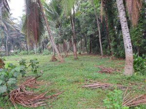 යක්කල කිරිඳිවැල 231 බස් පාරට ලගින් උඩු තුත්තිරිපිටිය ප්‍රදේශයෙන් වටිනා ඉඩමක් විකිණීමට තිබේ.