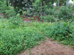 කොළඹ නුවර ප්‍රධාන බස් මාර්ගයට මීටර් 50 ක් ලගින් පස්යාල මහ විද්‍යාලය අසලින් වටිනා නේවාසික බිම්කොටසක් විකිණීමට තිබේ