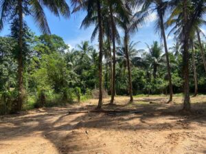 වේයන්ගොඩ කුඹල්ඔලුව ප්රදේශයෙන් නිට්ටඹුව, මීරිගම ගිරිවුල්ල ප්රධාන මාර්ගයටද ලගින් තැනිතලා බිම් කොටසක් විකිනීමට