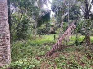 දෙල්ගොඩ නගරයෙන් වටිනා නේවාසික බිම්කොටසක් විකිණීමට
