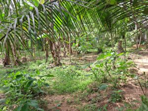 වතුපිටිවල පර්චස් 29.5 වටිනා බිම් කොටසක් විකිණීමට