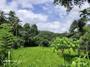 වරකාපොළ අල්ගම නගරයට ආසන්නයෙන් වී ලාස් 4 ක කුඹුරැ ඉඩම හා පර්චස් 100 ක රබර් ඉඩමක් විකිණීමට