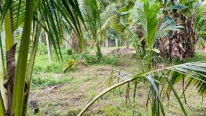 මීරිගම කොස්ඇටදෙනිය ප්‍රදේශයෙන් පර්චස් 100 ක ඉඩමක් විකිණීමට