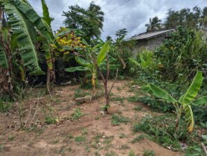 වේයන්ගොඩ බාදුරාගොඩ කුරීකොටුව ප්‍රයිම් ලෑන්ඩ් වෙන්දේසි වත්තෙන් වටිනා බිම්කොටසක් විකිණීමට