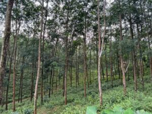කලුතර දිස්ත්‍රික්කයෙන් අක්කර 33 ක සංචරක ව්‍යාපාරයකට, අනාගත ආයෝජනයකට , වගා ව්‍යාපෘතියකට සුදුසු වටිනා ඉඩමක් විකිණීමට