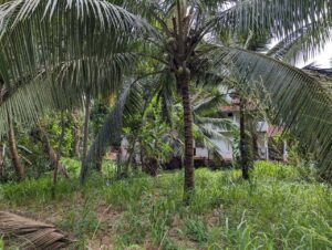 නයිවල යටගම ප්‍රදෙශයෙන් කාපට් පාරට මුහුණලා පර්චස් 38 ක් පොල් ඉඩමක් විකිණීමට