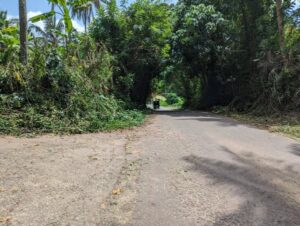 ගම්පහ දිස්‍ත්‍රික්කයේ යක්කල කිරිදිවැල 231 පාරට ලගින් ගස් කොළන් පිරි ඉඩමක් විකිණීමට