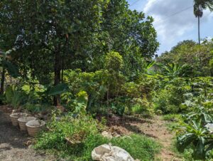 කඩවත ඇල්දෙනිය ප්‍රදෙශයෙන් වටිනා බිම්කොටසක් විකිණීමට