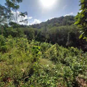 කෑගල්ල – ඇකිරියගල වටිනා ඉඩමක් විකිණිමට