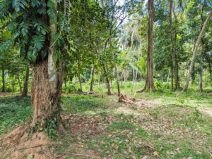 පස්යාල – වේයන්ගොඩ පර්චස් 40ක වටිනා ඉඩමක්