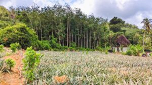 යක්කල පර්චස් 154 ක සුපිරි ඉඩමක් විකිණීමට