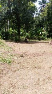 ගම්පහ නැදගමුව පර්චස් 12.5 අගනා ඉඩමක් විකිණීමට