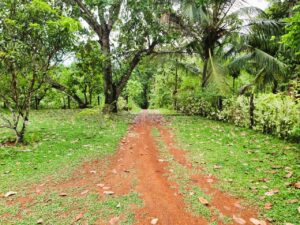 ගම්පහ දිස්ත්රික්කයේ තිහාරිය වාරණ කලඔටුවාව බිම් කොටසක් විකිණීමට