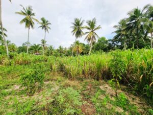 දිවුලපිටිය – කලුමඩ පර්චස් 10 වටිනා ඉඩමක් විකිණීමට
