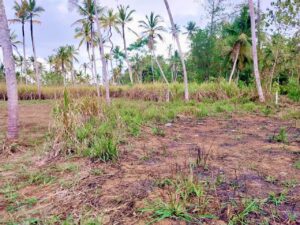 කුරුණෑගල – උහුමීය පර්චස් 12.5 බස් පාරට මුහුනලා වටිනා ඉඩමක් විකිනීමට