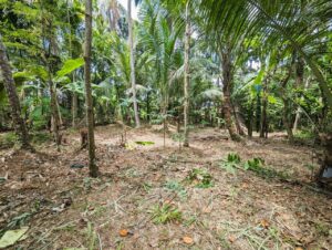 කිරිදිවැල – මයිලවලාන පර්චස් 15 ක වටිනා ඉඩමක්