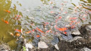 Commercial property sale in Kadawatha