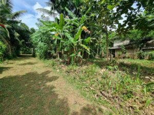 හග්ගල්ල ප්‍රදේශයෙන් පර්චස් 12.5 ලක්ෂ 17 වටිනා ඉඩමක්