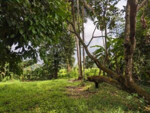 කඩවත වෑබඩ පර්චස් 12.50- ක , නේවාසික බිම් කොටසක් විකිනීමට