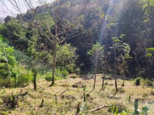 අල්ගම නගරයට ආසන්නයෙන් පර්චස් 32 ඉඩම ලක්ෂ 17.60 යි