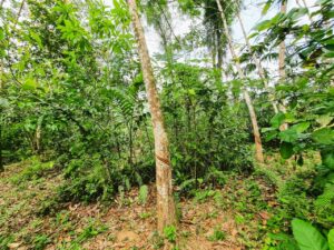 🌱 ආදායම් ලබන රබර් වත්ත – හොරණ, මීවන පලාන 🌱