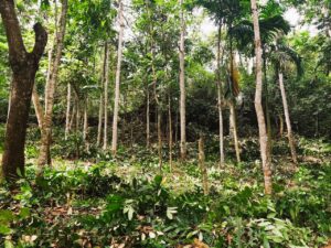 🌳 මහෝගනී ගස් සහිත වටිනා ඉඩම – මීරිගම | මාලදෙණිය පාර 🌿