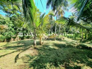 🏡 ගම්පහ – දිවුලපිටිය  ප්‍රධාන බස් පාරට මුහුණලා වටිනා ඉඩමක් විකිණීමට