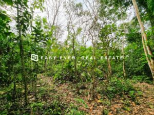 🌟✨ වැලිවේරිය – කොළඹ බස් පාරට මීටර් 250 | නාගරික පහසුකම් සහිත ඉඩමක් විකිණීමට ✨🌟