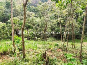 🚍🚗 වේයන්ගොඩ – අල්ගම  වගාවටත් / ආයෝජනයටත් සුදුසු ඉඩමක් විකිණීමට 🌱