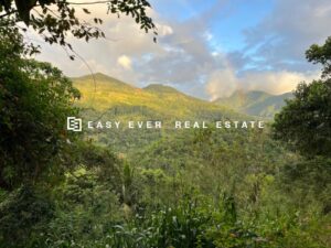 🌱 තෙල්දෙණිය – රේටියගමින් පර්චස් 89 ක ගම්මිරිස් වගාව විකිණීමට 🌿