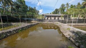 ආදායමක් සහිත koi fish farm එකක් විකිණීමට