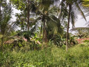 කුරුණෑගලින් වටිනා මිලකට ඉඩමක්