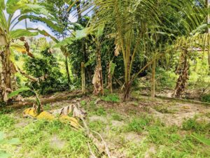 උඩුගම්පොල නගරයට ආසන්නයෙන්ම ඉඩමක්