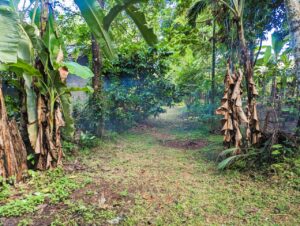 නිට්ටඹුව හග්ගල්ල ප්රදේශයෙන් ඉඩමක්