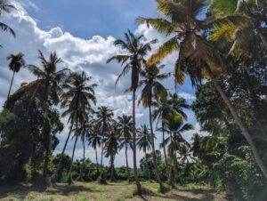 Land for sale in kalagedihena