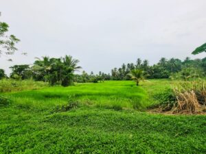 Land for sale in pallewela