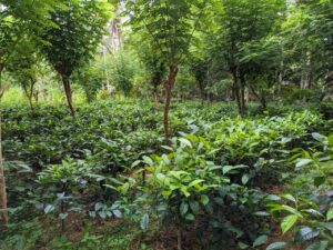 ආදායම් ලබන වගා ඉඩමක්