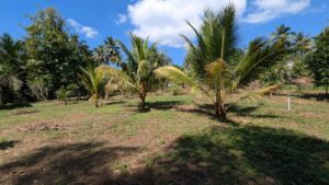 පලතුරු වත්තක් විකිනීමට