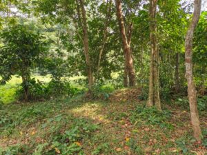 Land for sale in yakkala