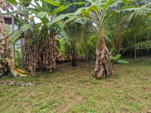 Land for sale in Nittambuwa