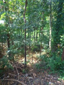 Land for sale in kandy