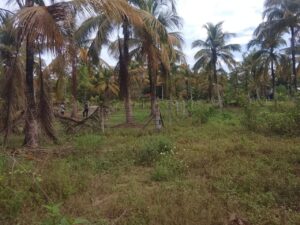 Land for sale in kuliyapitiya