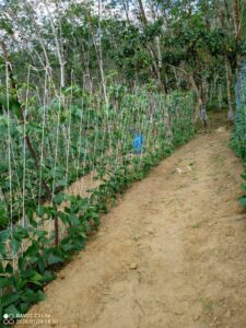 Land for sale in meepe