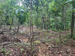 Land for sale in Nittambuwa