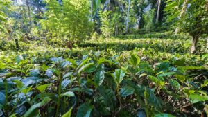 අත්තනගලු ඔයට මායිම්ව පර්චස් 53ක් ලක්ෂ 40කට