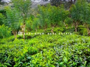 ලක්ෂ 58 කට පර්චස් 128 ක් මතුගම බුලත්සිංහල ප්‍ර්‍රදේශයෙන් තේ ඉඩමක් විකිණීමට