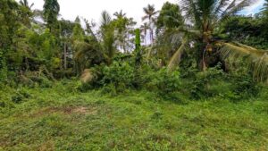 කඩවත වෑබඩින් වටිනා ඉඩමක් විකිණීමට