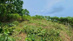 Land for sale in Nittambuwa